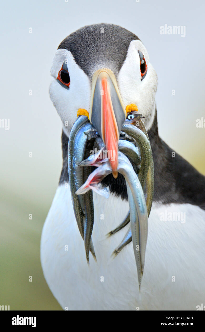 Puffin with sand eels Stock Photo