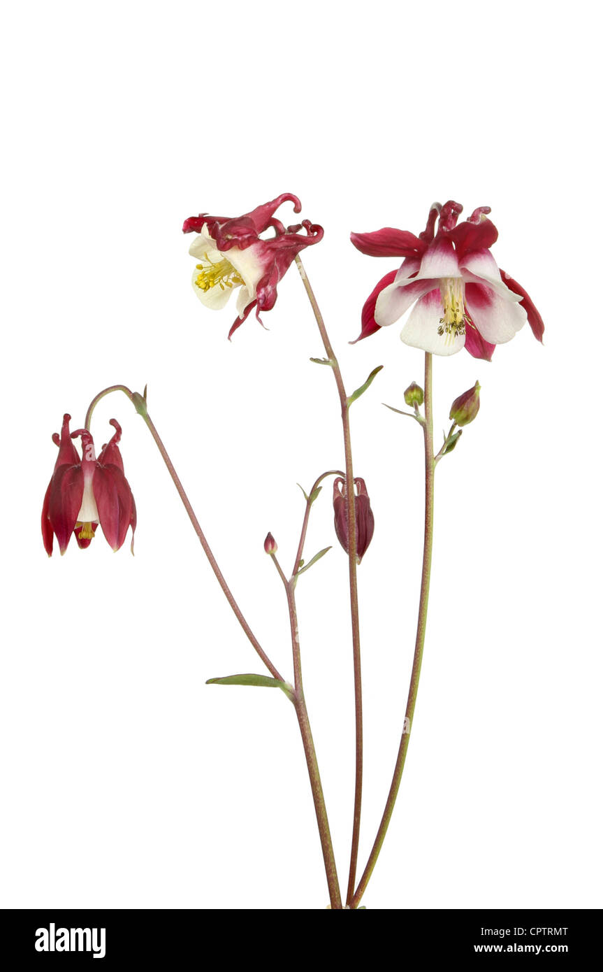 Dark red and white aquilegia flowers and buds isolated against white Stock Photo