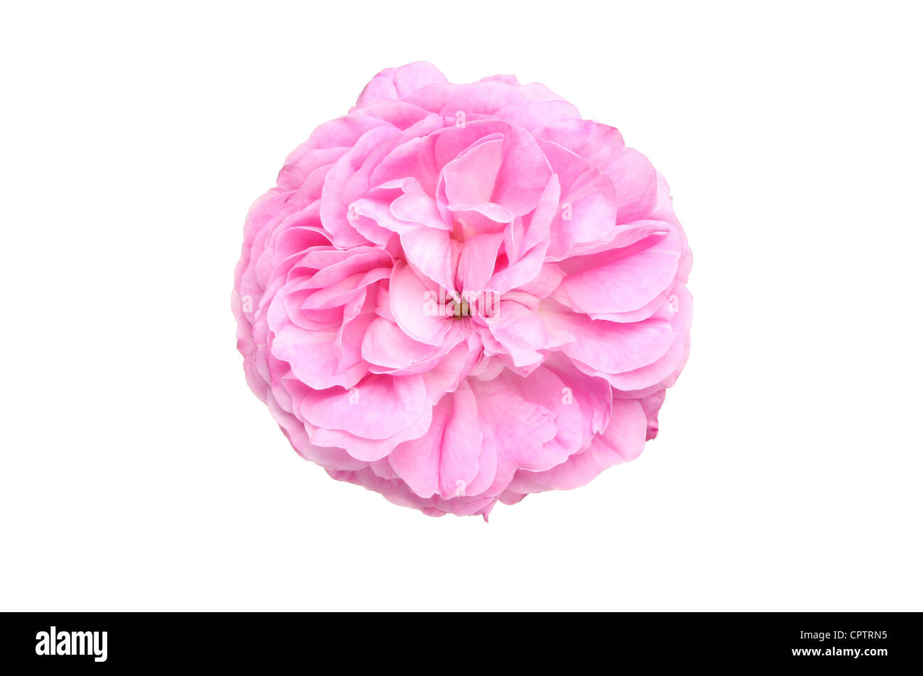 Single pink rose flower with no leaves or stem isolated ...