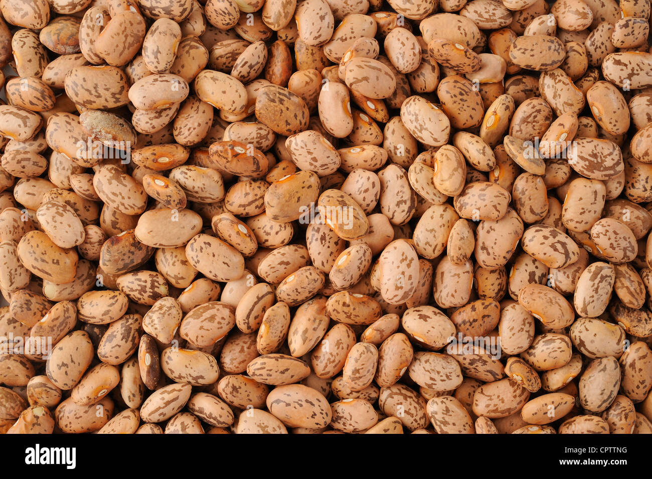 Pinto beans Stock Photo