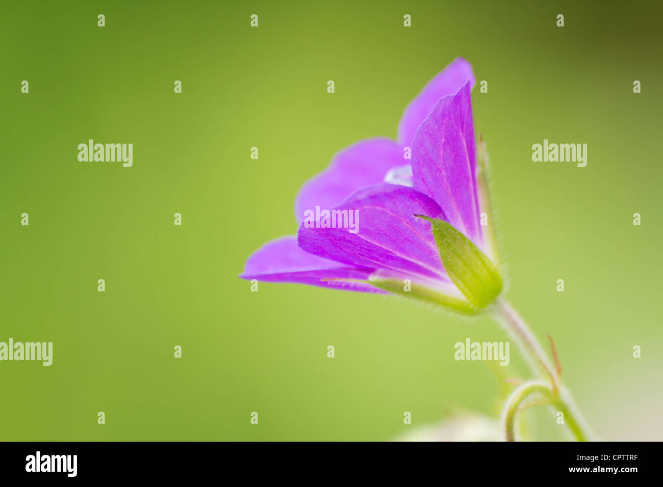 Purple Geranium Flower Stock Photo