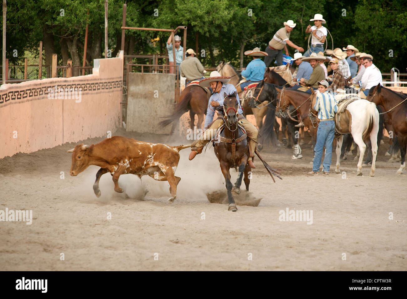Mexican charros horseman wrestles a steer to the ground by its tail in a coleadero (aka toreo de colas), San Antonio, TX, US Stock Photo