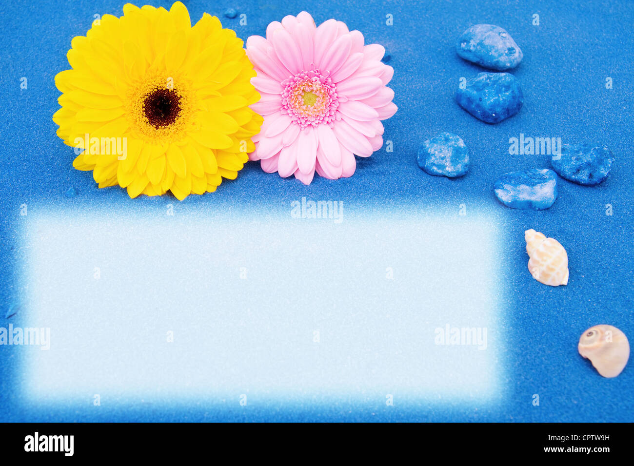 Summer holidays at the beach with blue sands, daisy gerbera flowers and ...