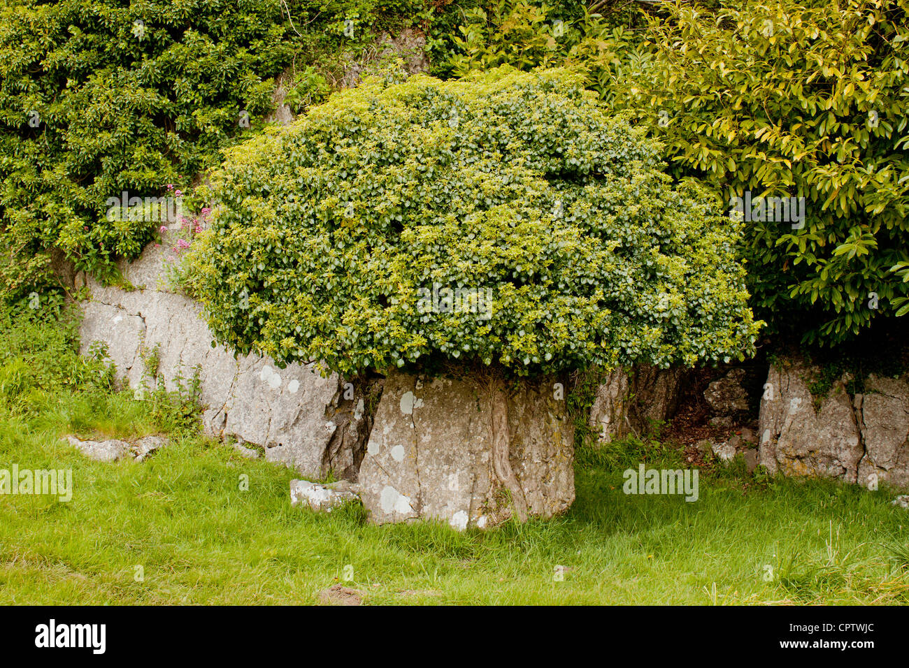 Ivy tree stone trunk Stock Photo
