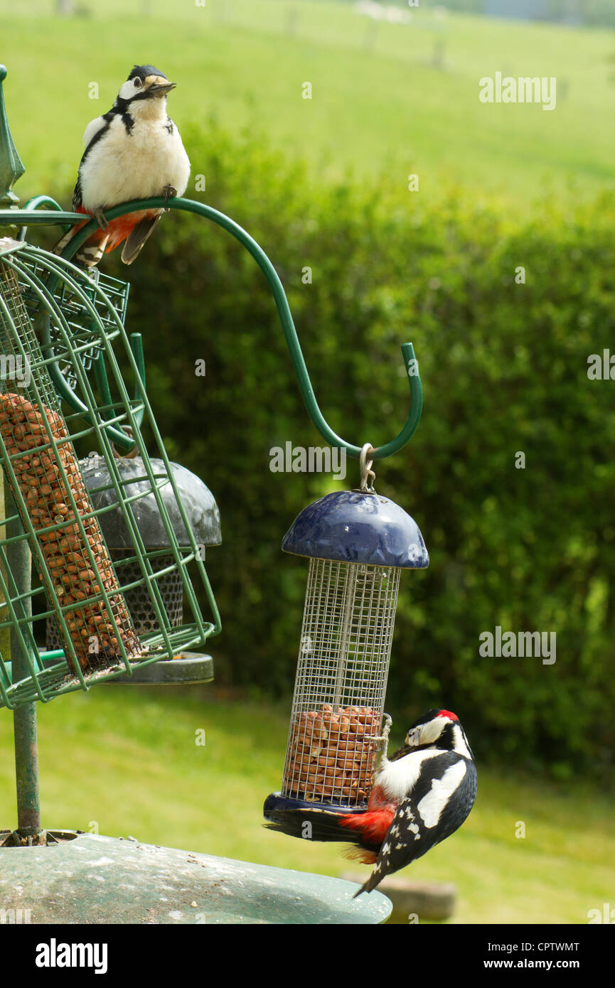 Male and female Great Spotted Woodpecker (Dendrocopos major) on a garden bird table. Stock Photo