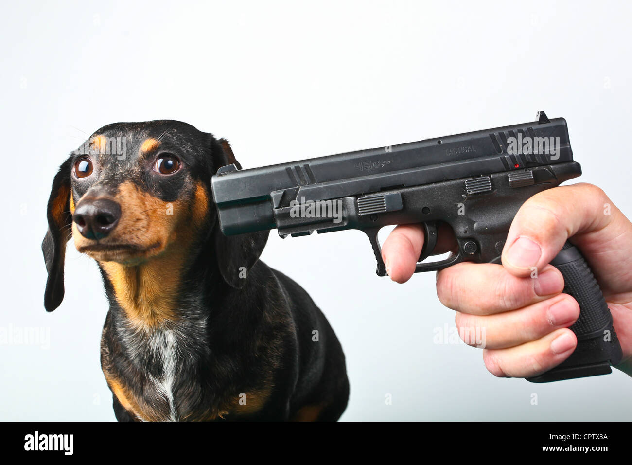 Small dog (dachshund) looks concerned as a man's hand points a pistol to her head. Stock Photo