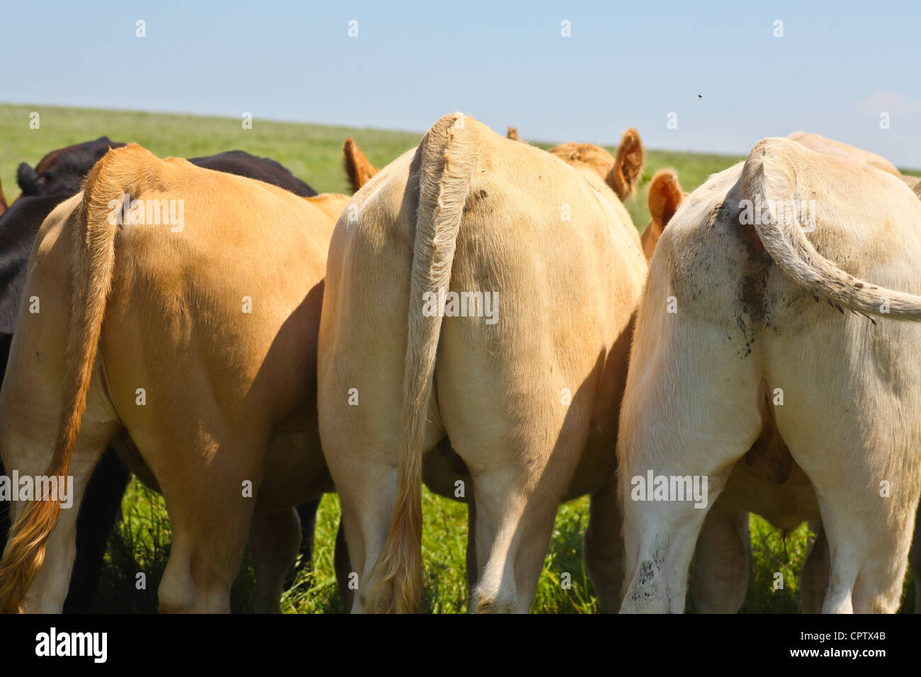 Bovine behinds arrayed in Kansas pasture Stock Photo
