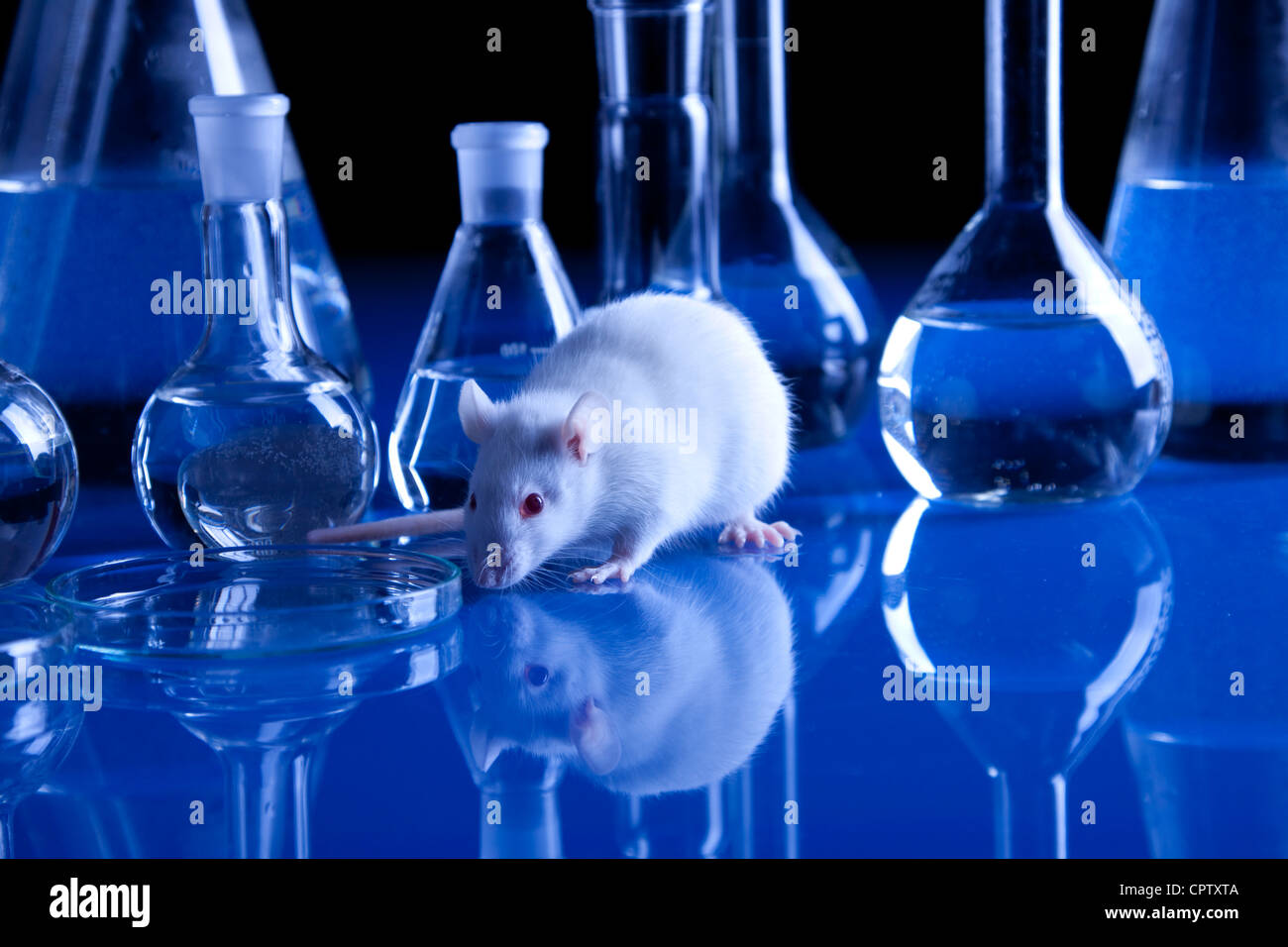 Rats in laboratory. Experiments on animals Stock Photo Alamy