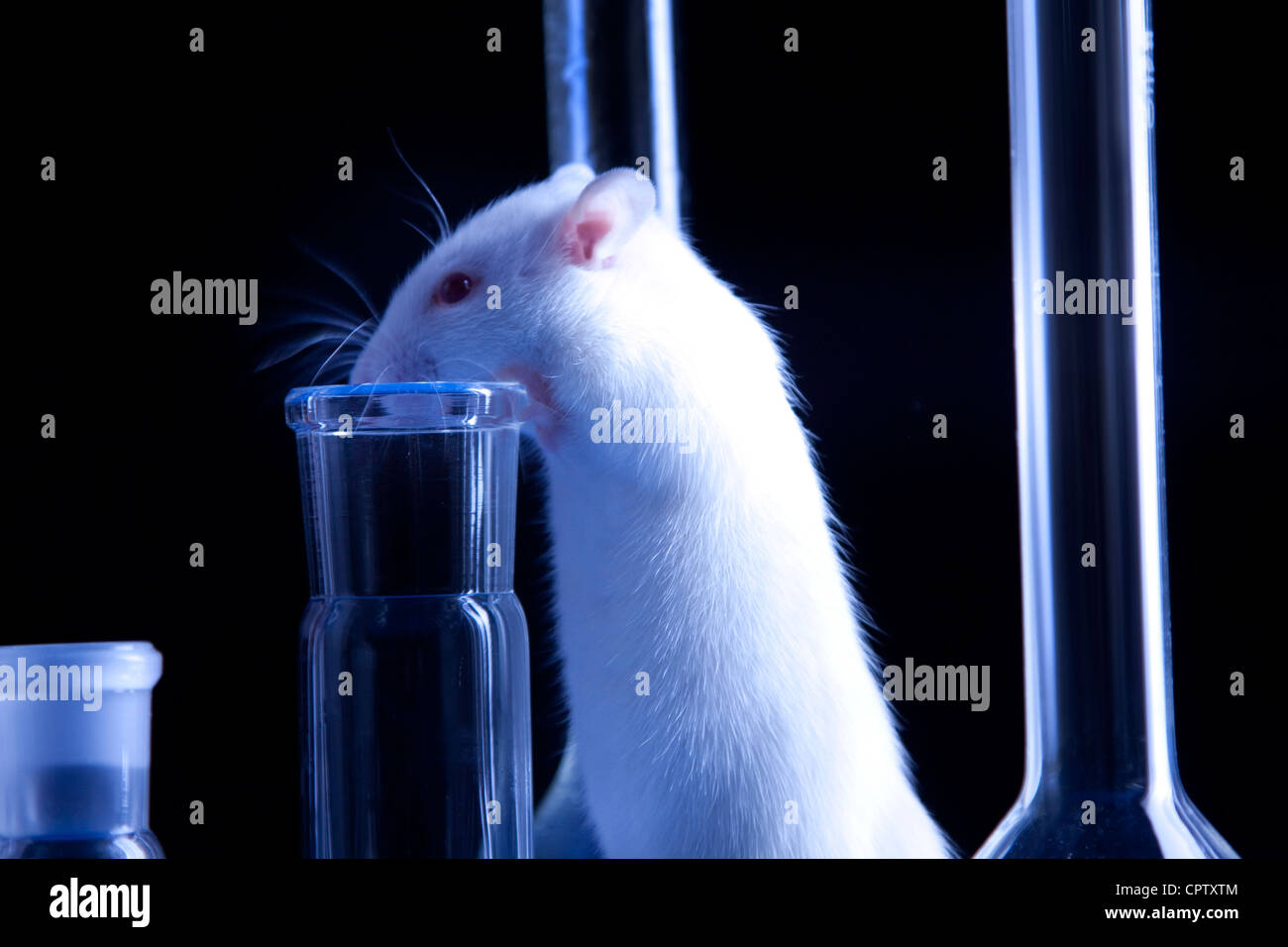 Rats in laboratory. Experiments on animals Stock Photo Alamy