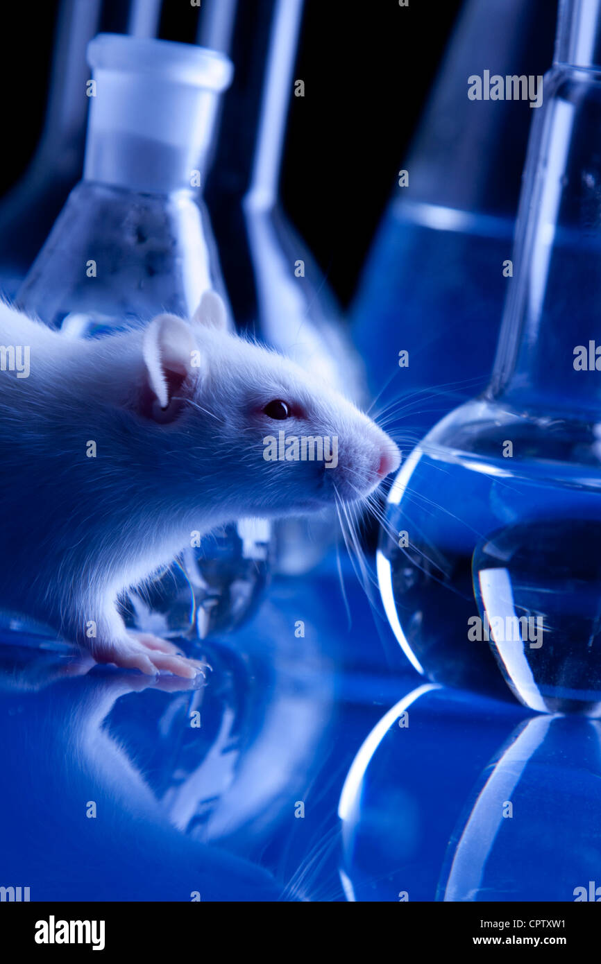 Rats in laboratory. Experiments on animals Stock Photo Alamy