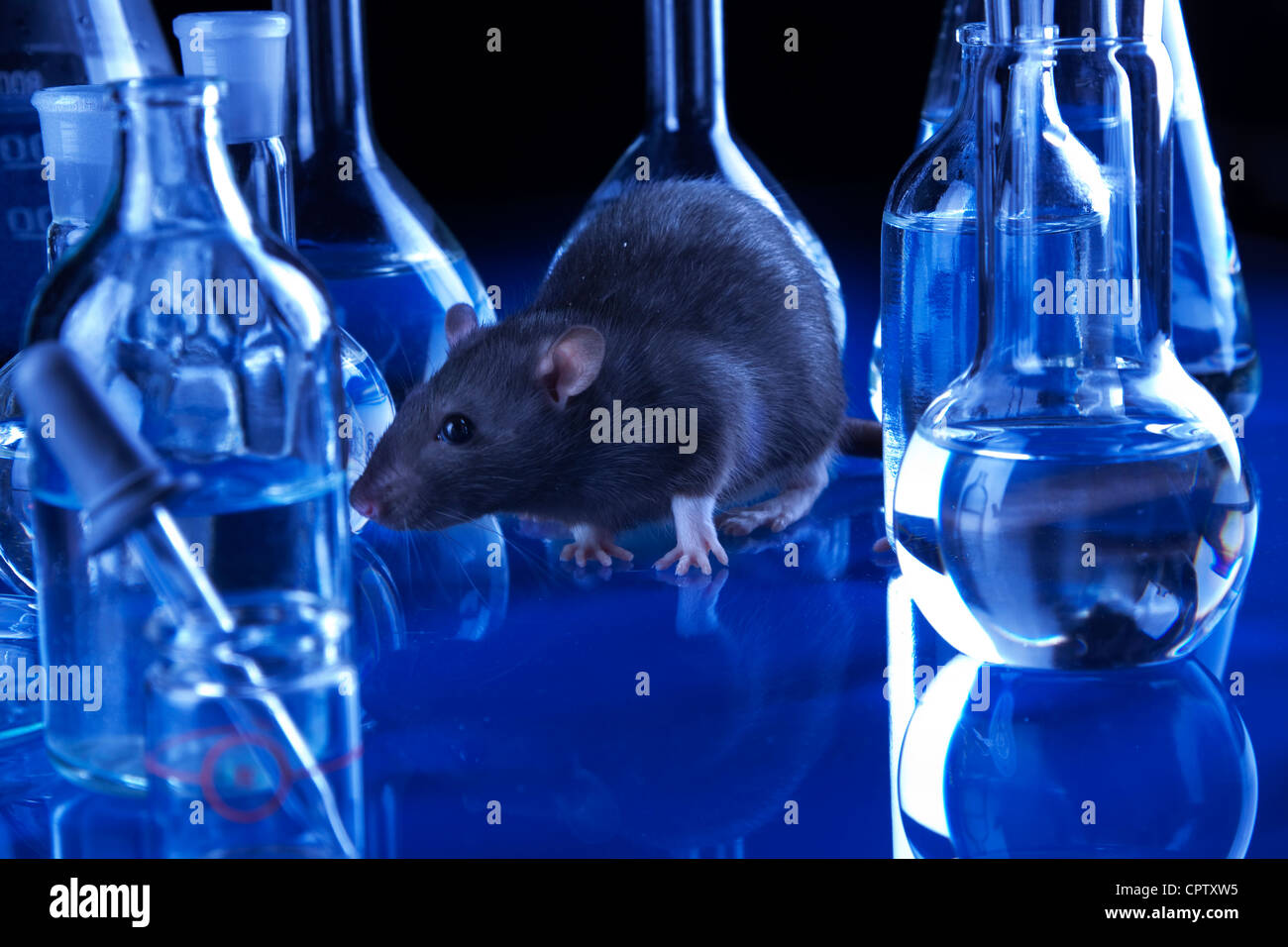 Rats in laboratory. Experiments on animals Stock Photo Alamy