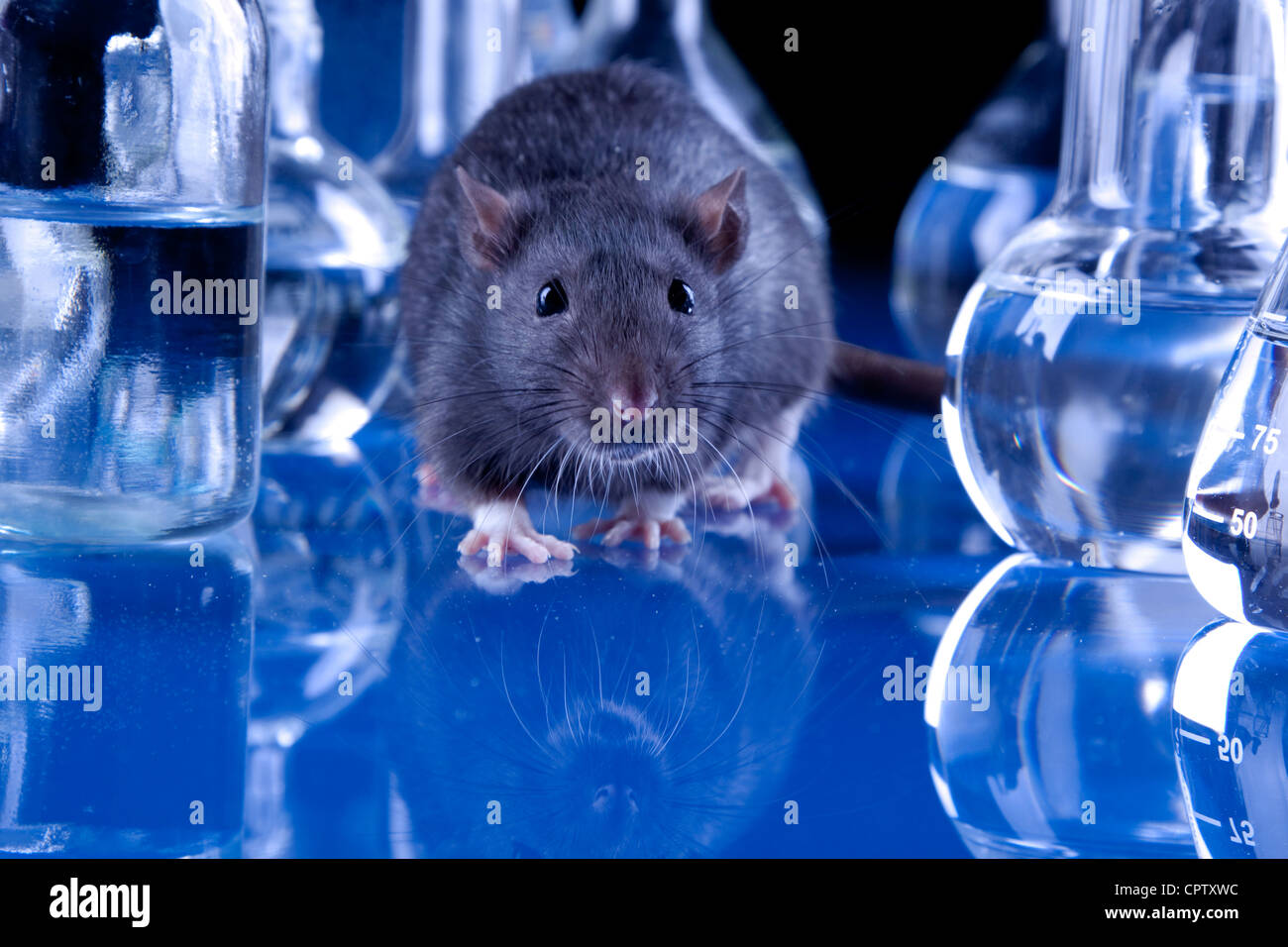 famous experiments with rats