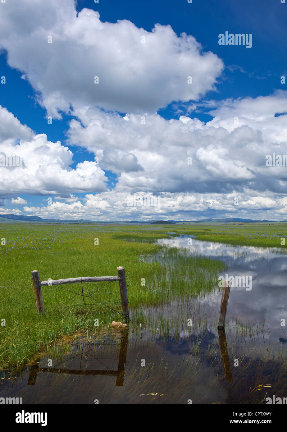 Camas County, Idaho: Centenial Marsh Camas Prairie with fence and cloud reflections at the marsh edge Stock Photo