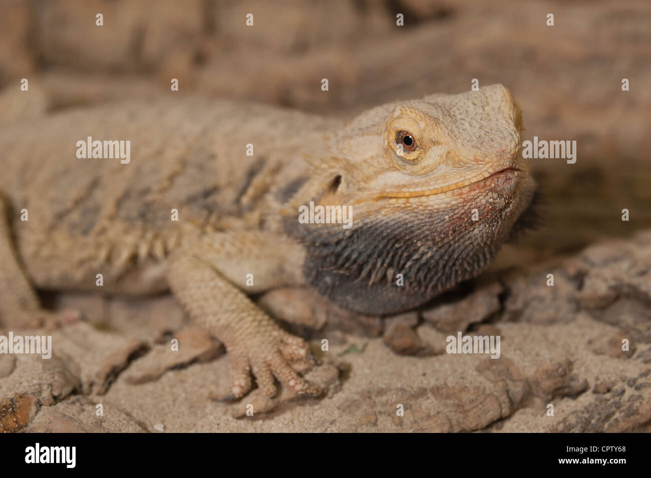 Detail of a bearded dragon lizard showing face eye head skin pupil  Pogona vitticeps male fast bob behaviour Stock Photo