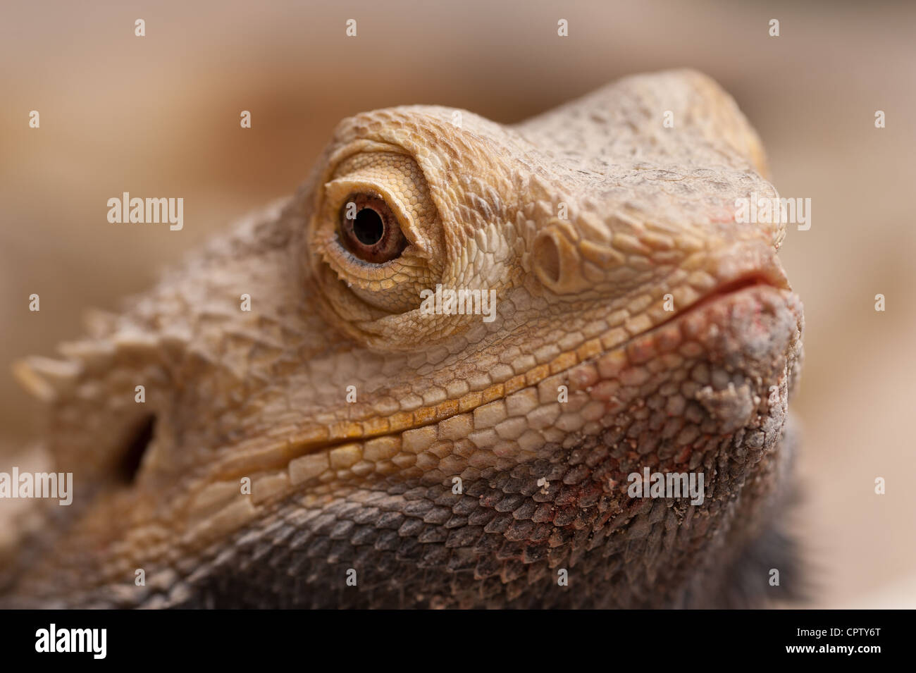 Detail of a bearded dragon lizard showing face eye head skin pupil  Pogona vitticeps male fast bob behaviour Stock Photo