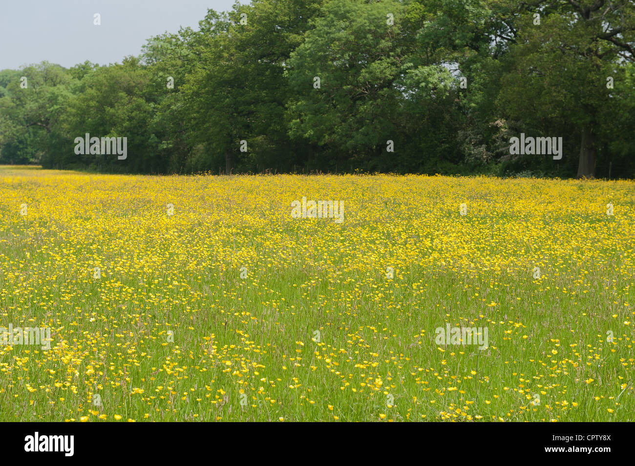 meadow of buttercups on chalkland soil north downs hidden from view by rows of trees as a hedge Stock Photo