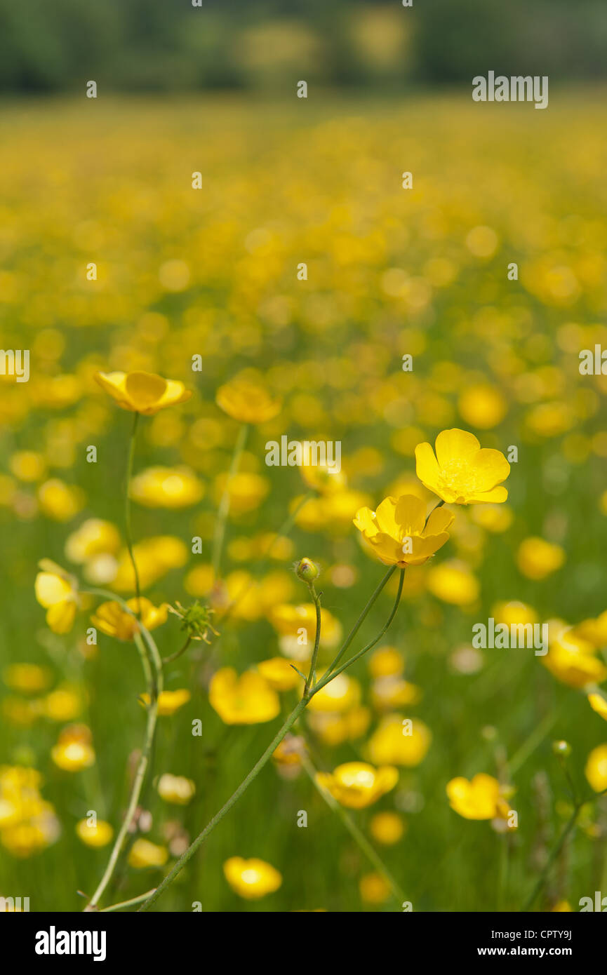 meadow of buttercups on chalkland soil north downs hidden from view by rows of trees as a hedge Stock Photo