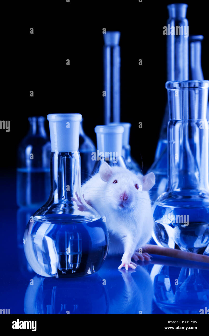 animal tests Stock Photo - Alamy