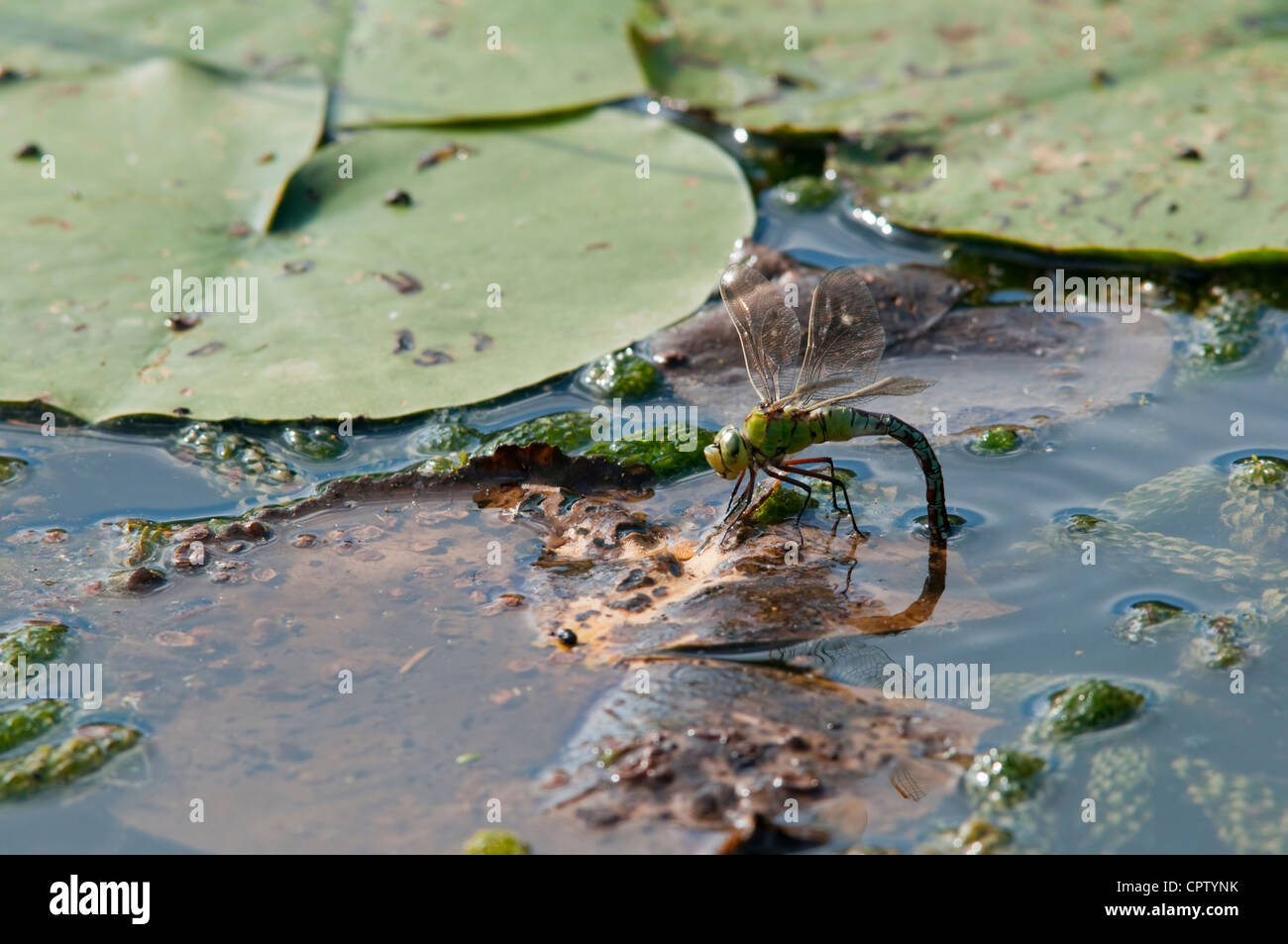 Emperor dragonfly laying eggs in pond Stock Photo