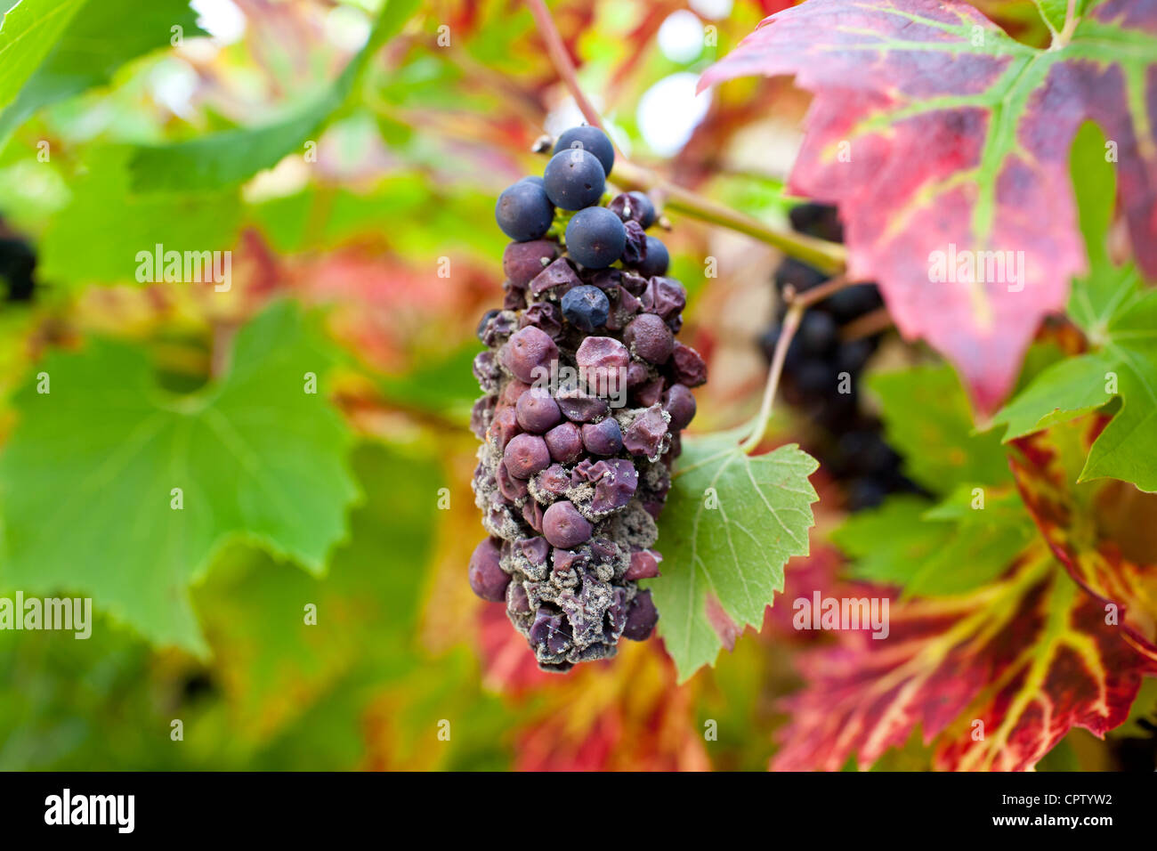 Withered grapes on a grapevine in country garden at Swinbrook in The