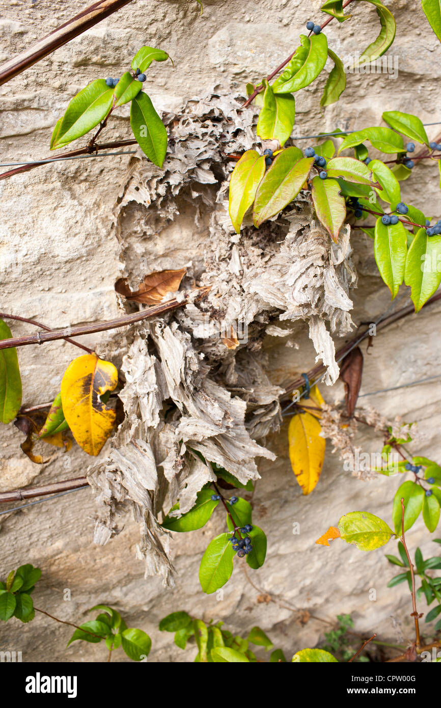Damaged wasp nest at end of season at Swinbrook in The Cotswolds, Oxfordshire, UK Stock Photo