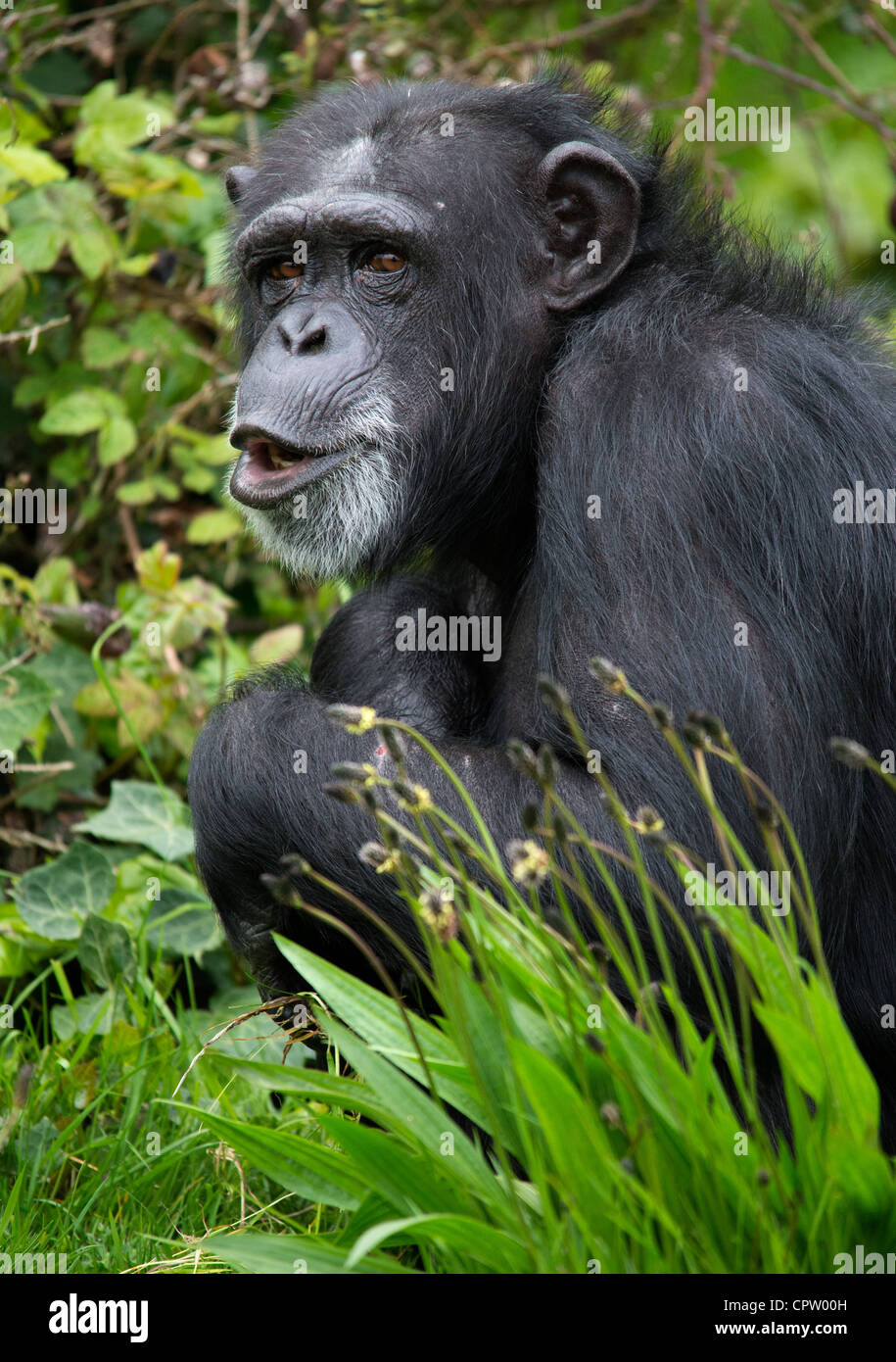 Male chimpanzee in long grass against a background of leaves Stock Photo