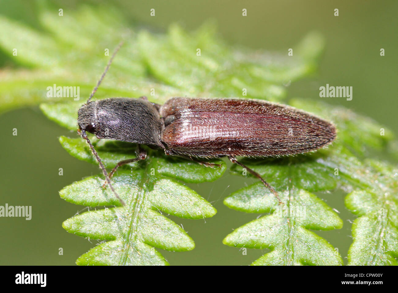 Click Beetle Anthous haemorrhoidalis Stock Photo