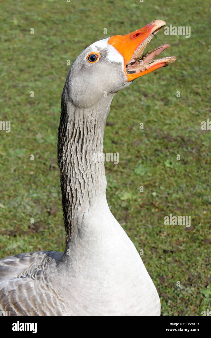 Honking Greylag Goose Anser anser Stock Photo