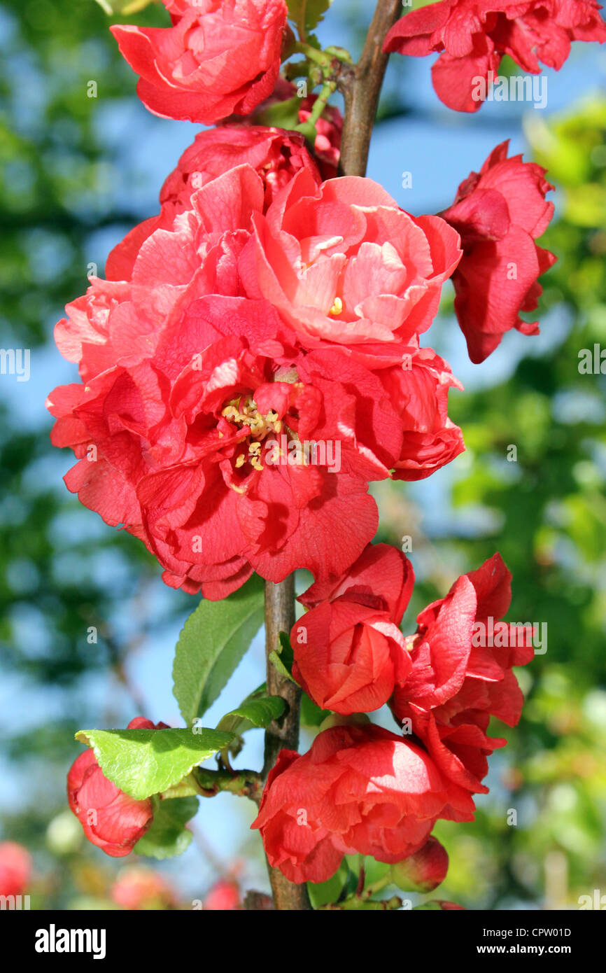 Flowering Quince Chaenomeles speciosa Stock Photo