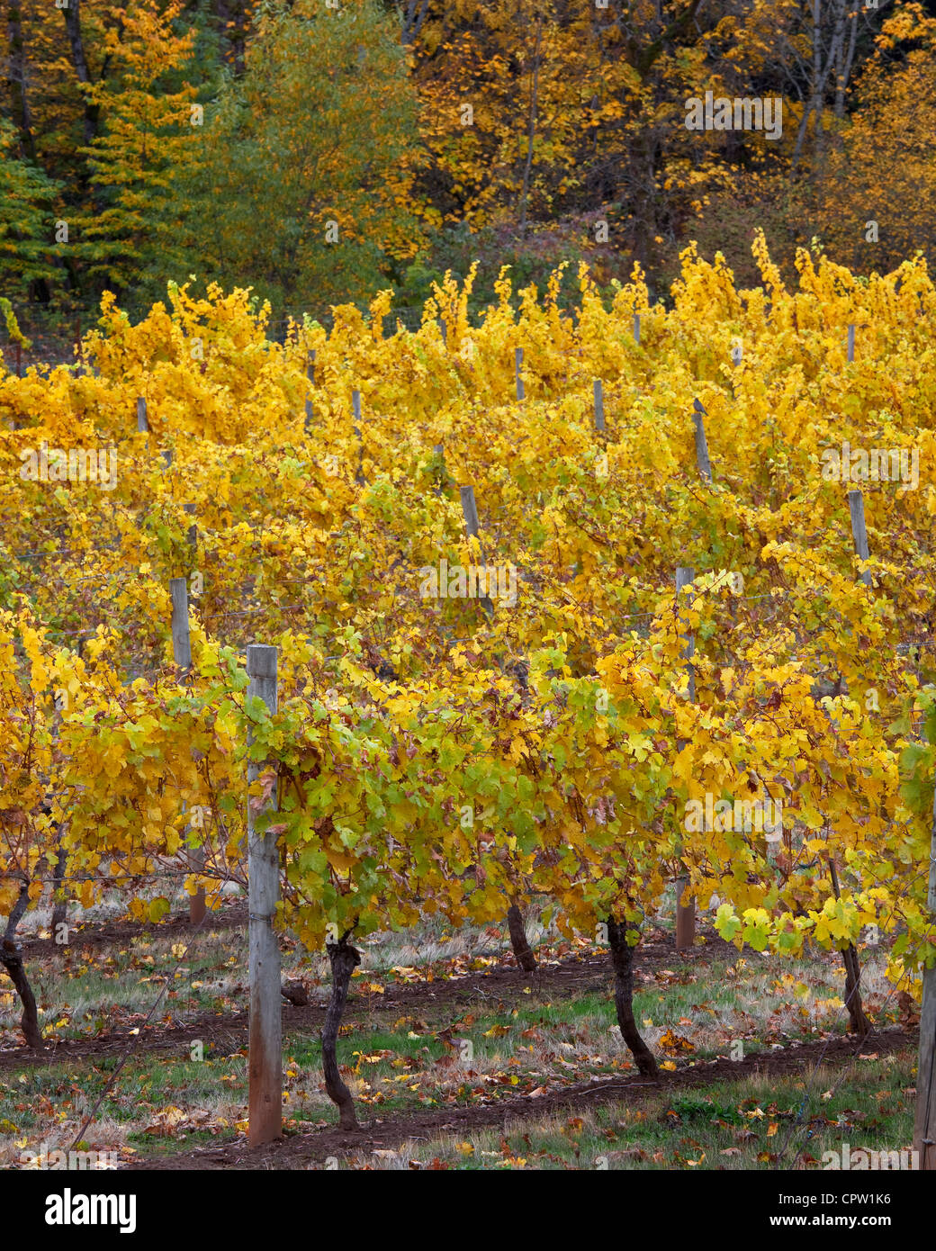 Christmas Trees Hood River at Amy Leaf blog