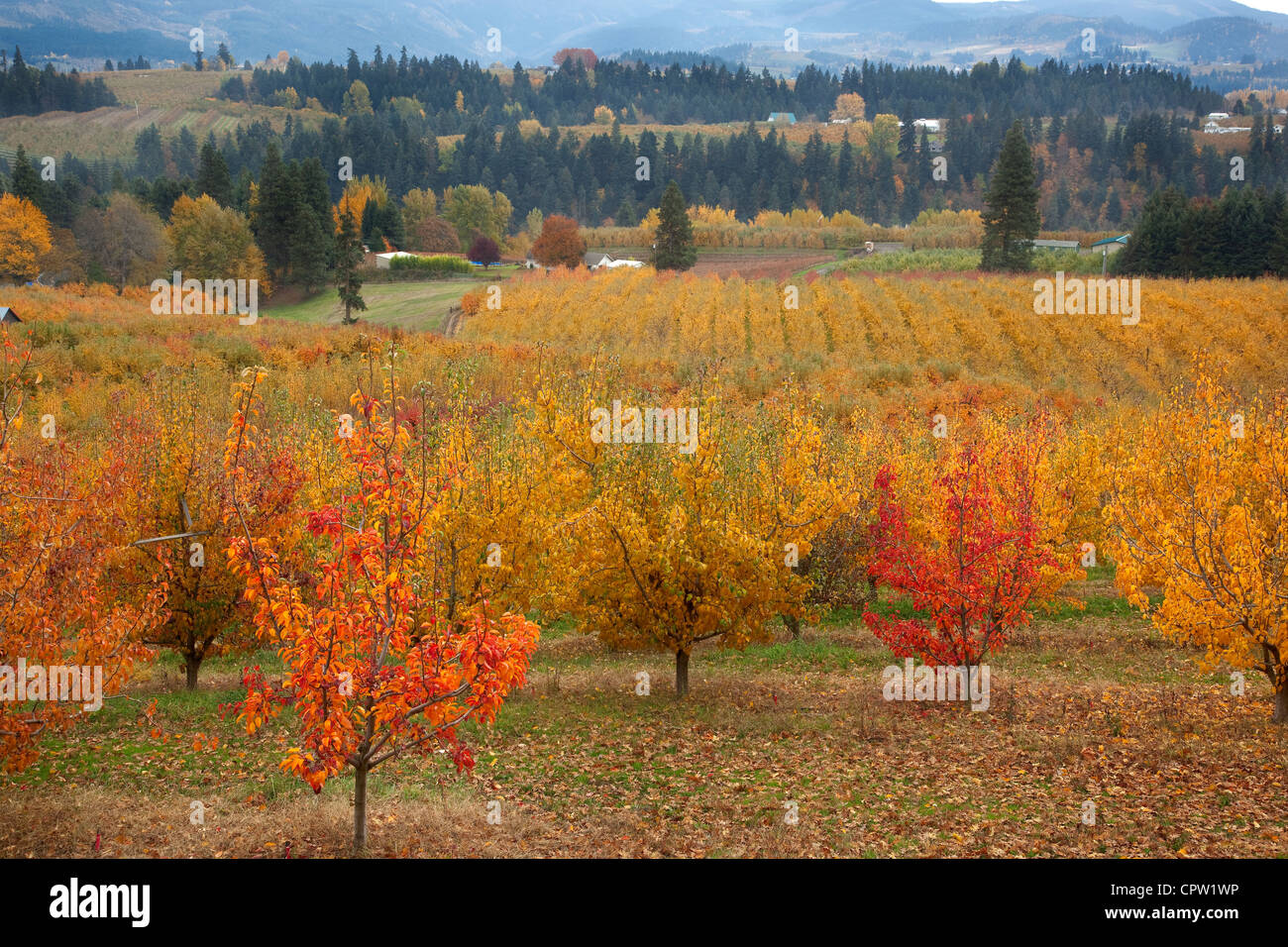 Oregon fruit orchard (Bartlett pear) in bright fall color with farm