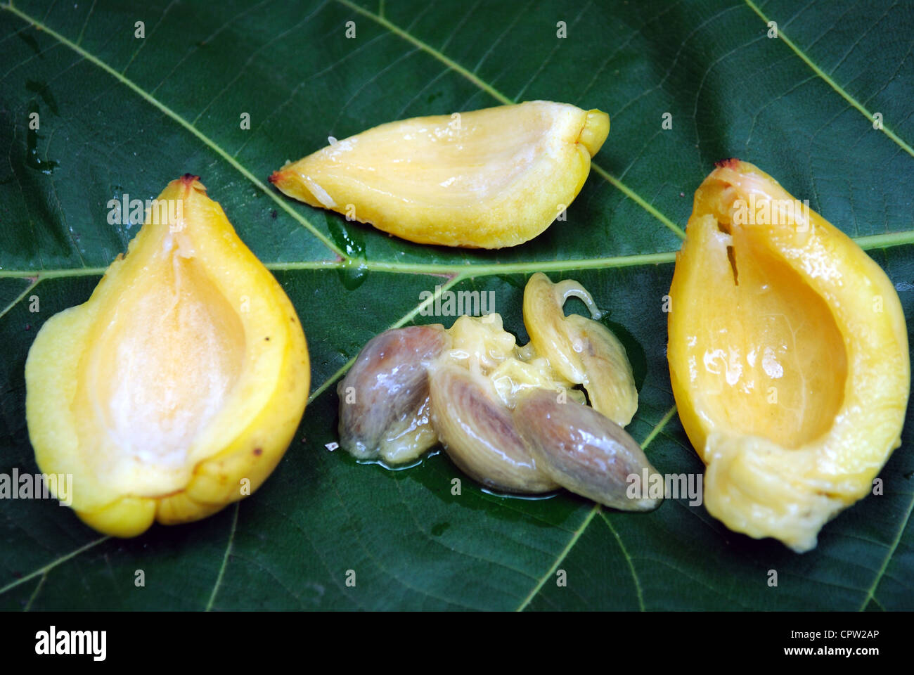 Tamarind Fruit High Resolution Stock Photography And Images Alamy Tamarind Fruit High Resolution Stock Photography And Images Alamy