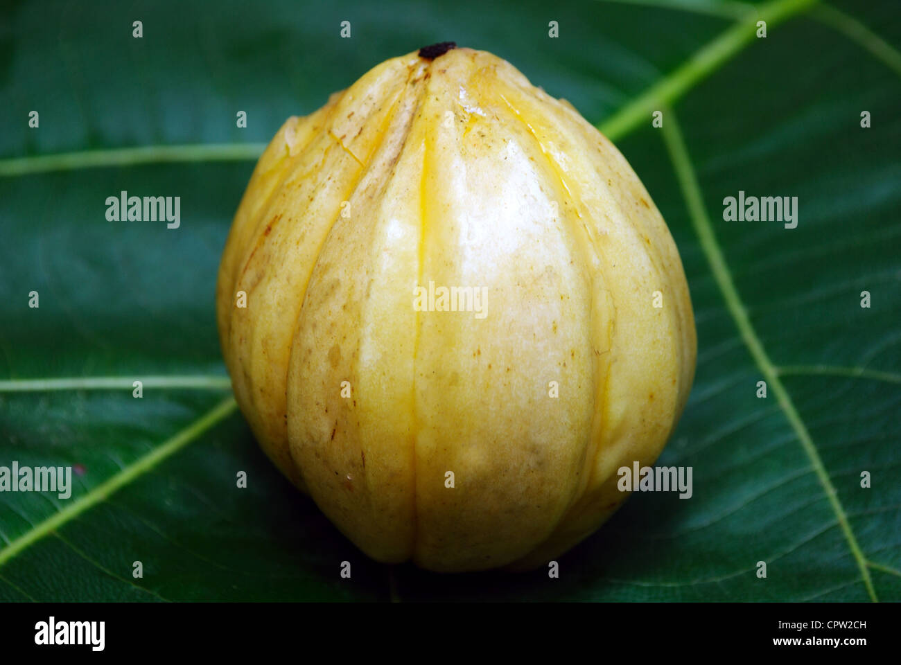 A ripened Tamarind in a Teak Leaf.Gampooge, brindal berry,Malabar Tamarind, Goraka, kudampuli, (Garcinia Gummi gutta) Gampooge, Stock Photo