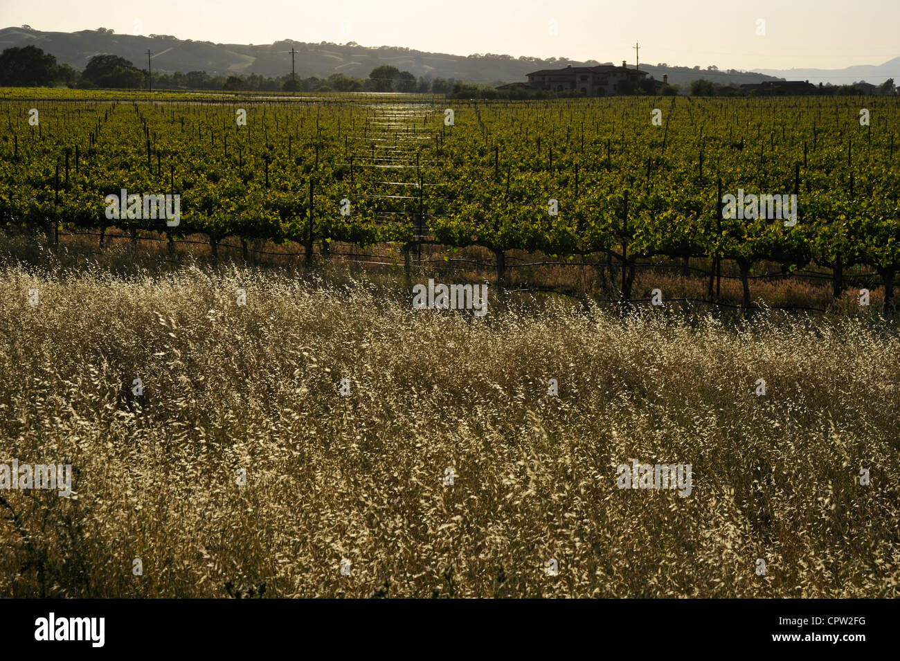 Fenestra winery hires stock photography and images Alamy