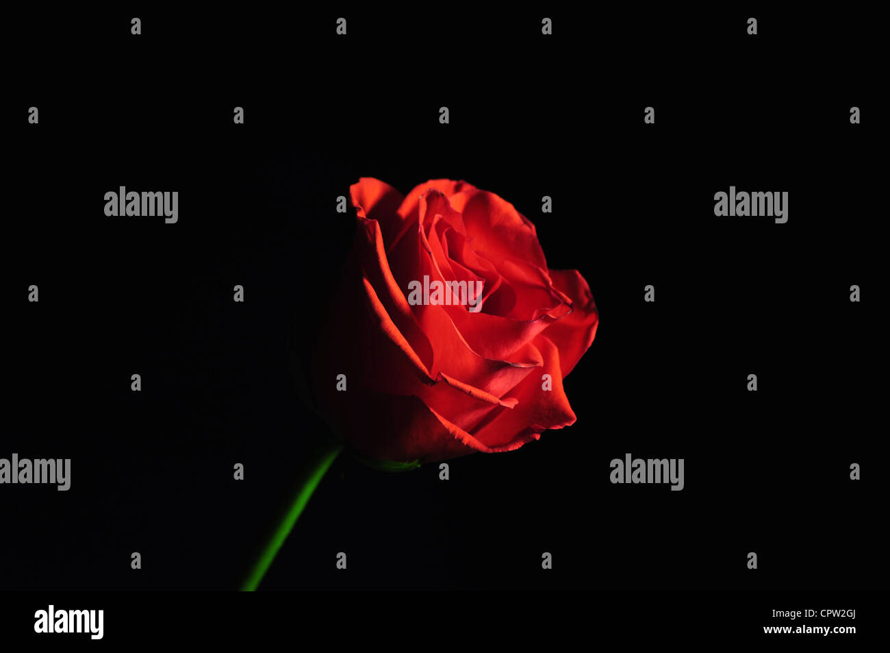 Rose, Flower, Dark, Red, Alone, Beauty ,Beautiful, sad, Black, night, portrait, mono Stock Photo
