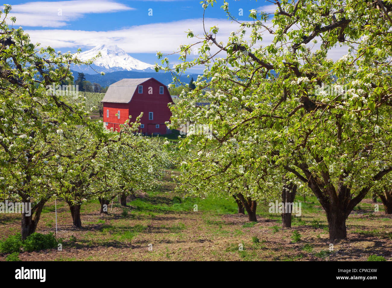 Hood River County, OR Pear trees in blossom with red barn and Mt. Hood in the Hood River Valley Stock Photo