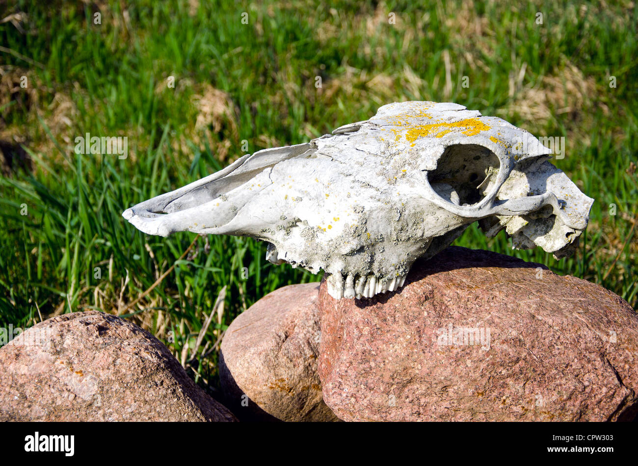 horse skull on rural garden stone Stock Photo