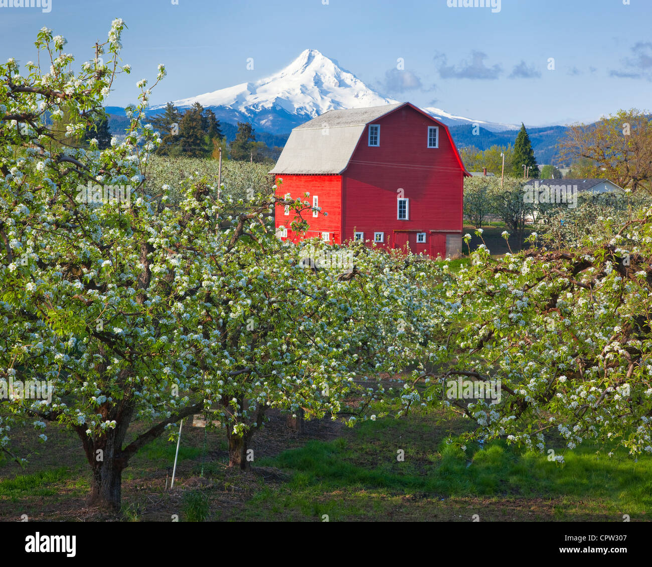 Hood River County, OR Pear trees in blossom with red barn and Mt. Hood