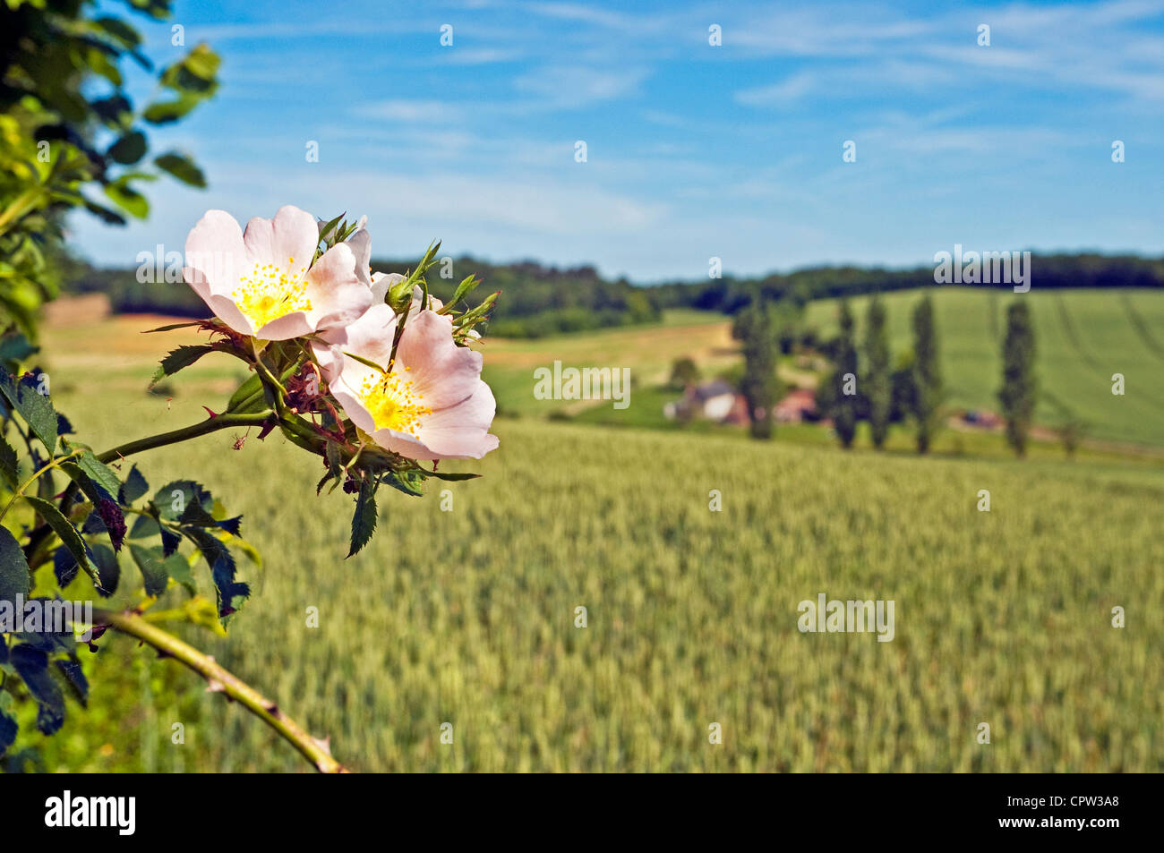 Wild Dog Rose and field of corn - Indre-et-Loire, France. Stock Photo