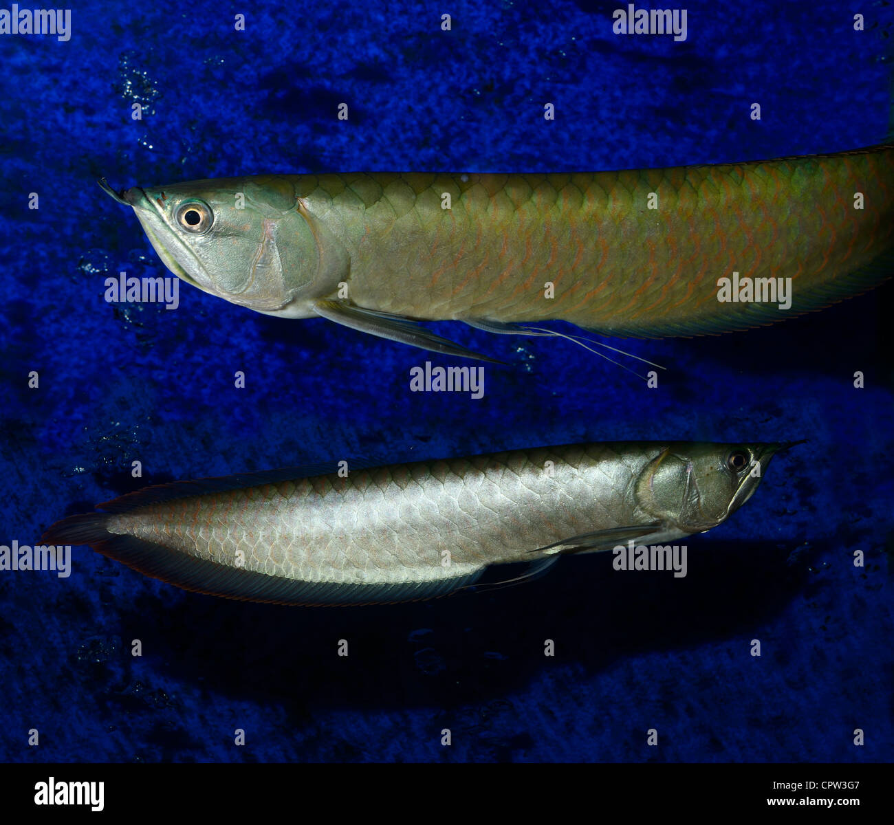 Two Silver Arowana Bonytongue freshwater fish from the Amazon river in an aquarium Peoples Republic of China Stock Photo