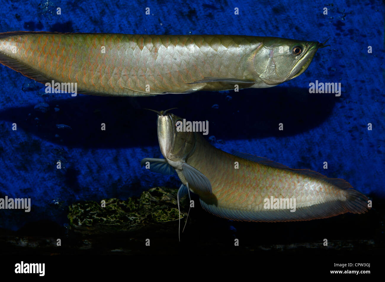 Two Silver Arowana freshwater bonytongue fish from the Amazon river swimming in an aquarium Stock Photo