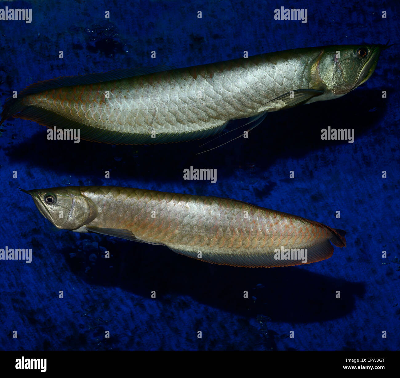Two Silver Arowana freshwater bonytongue fish from the Amazon river in an aquarium Stock Photo
