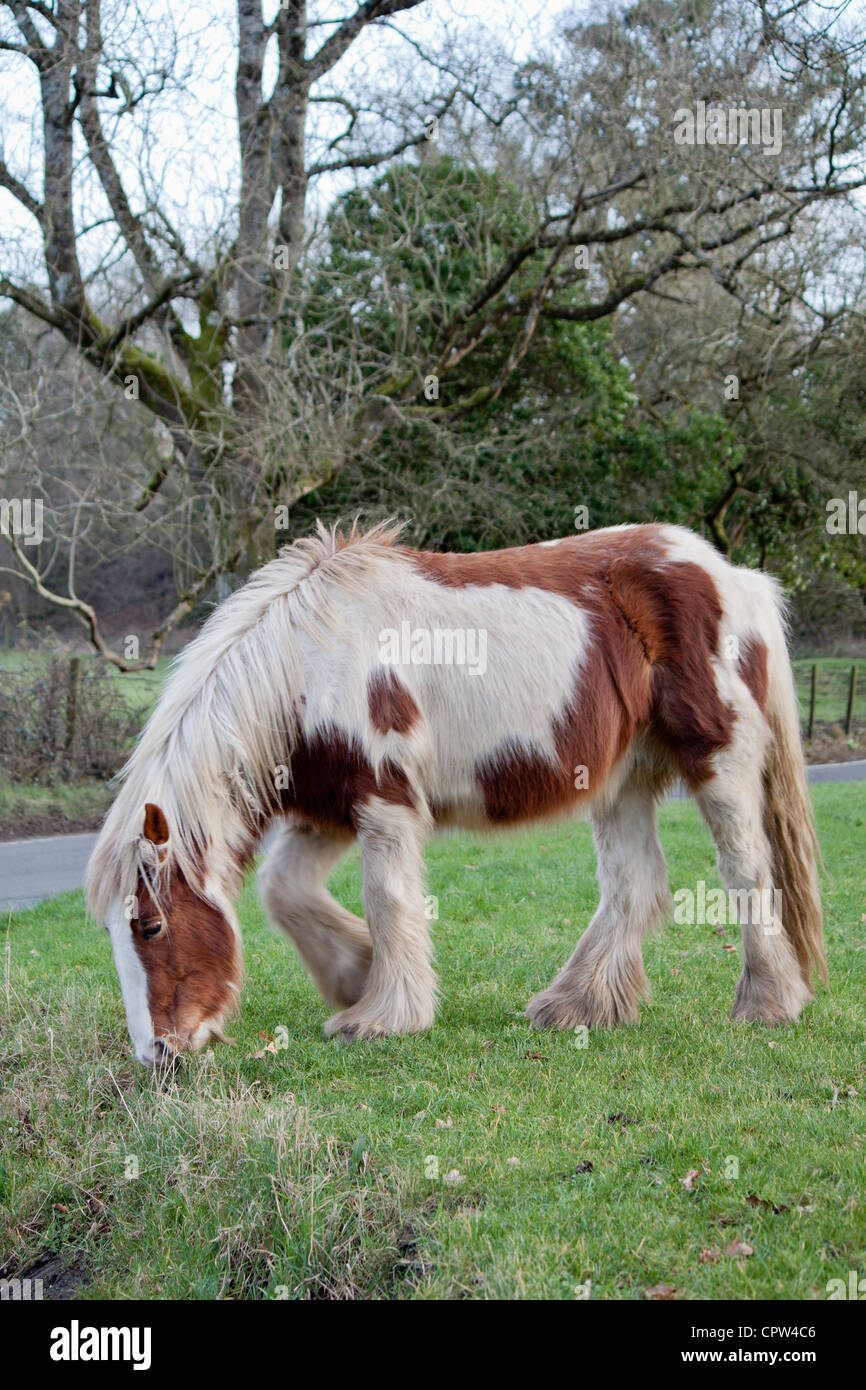 Horse free wild grazing welsh cobb  winter pony Stock Photo