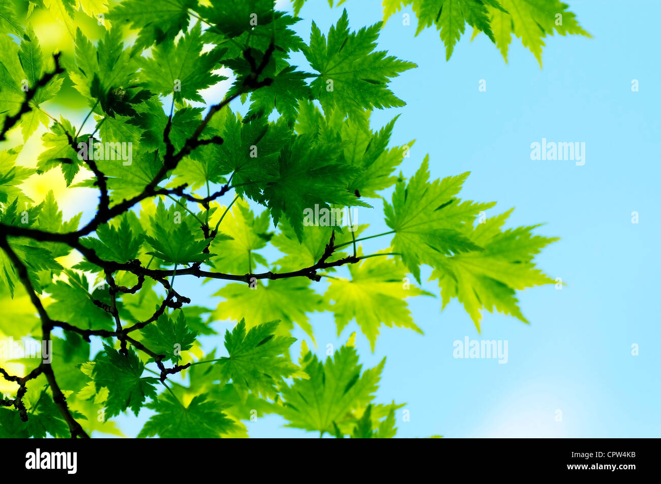 Bright green translucent leaves hi-res stock photography and images - Alamy