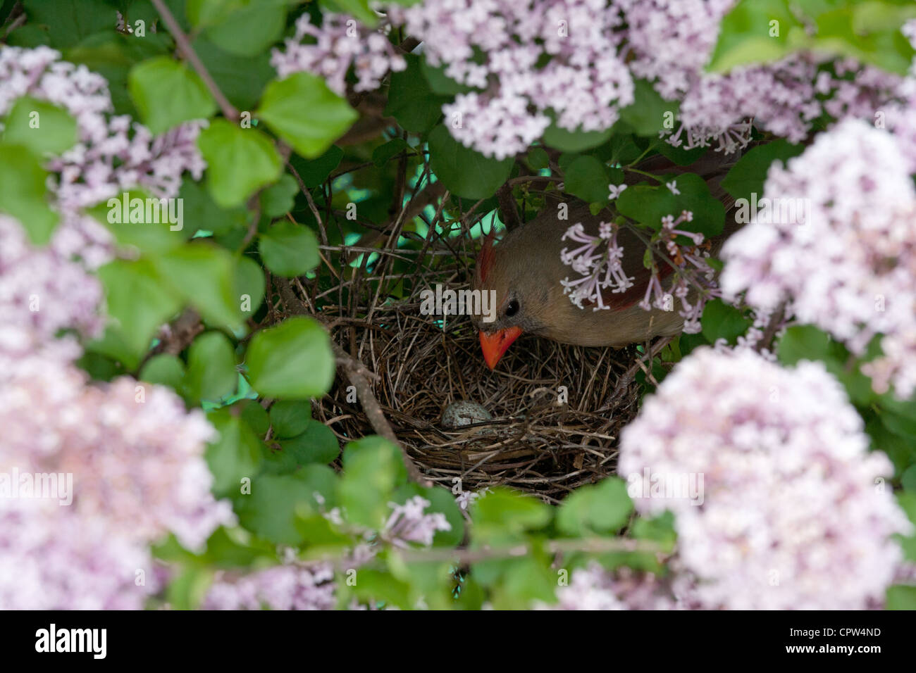 Northern Cardinal nest in purple Lilac Blossoms flowers blooms with one egg Stock Photo