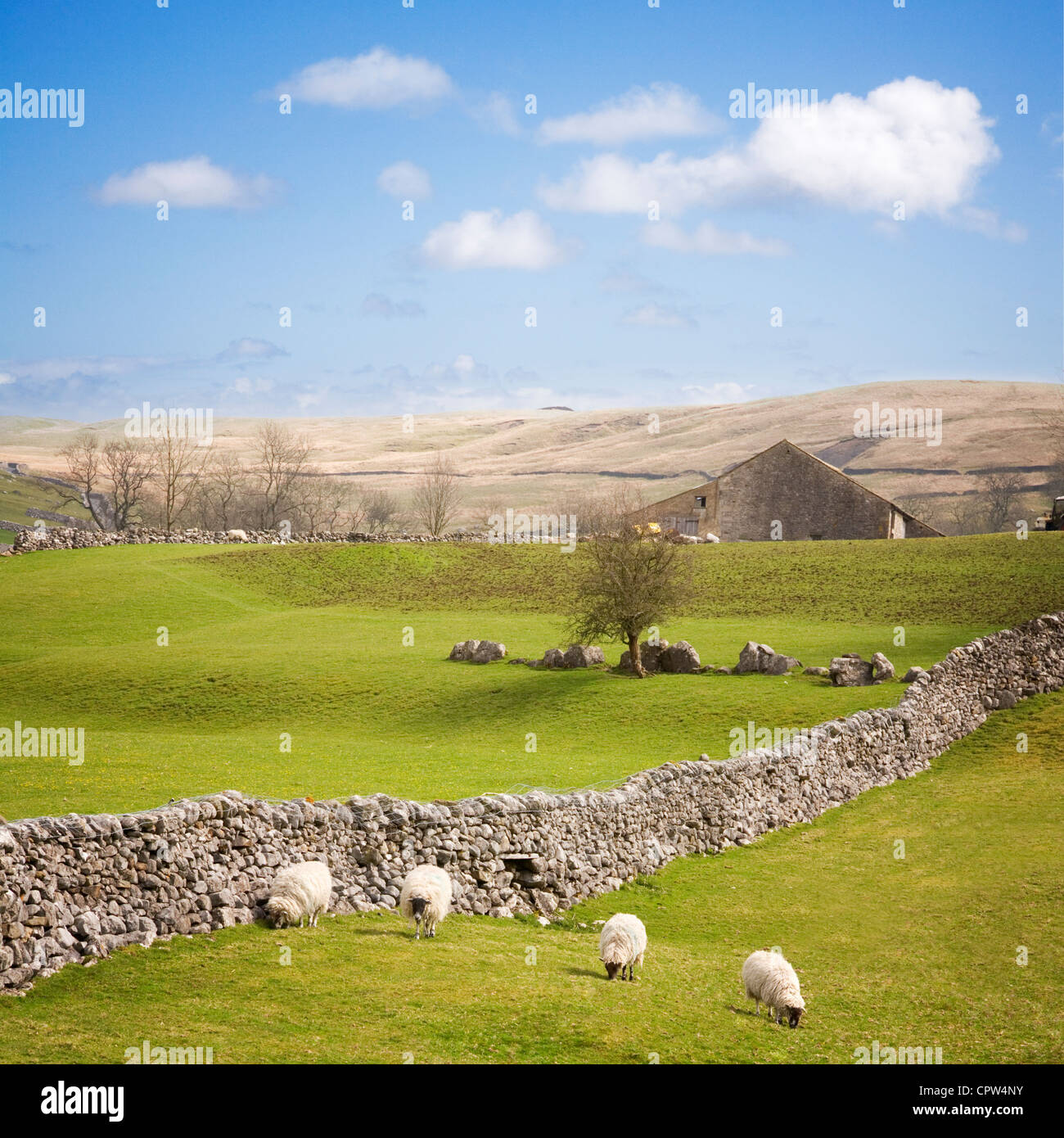 English Yorkshire Dales in early spring, with a dry stone wall and four sheep in a row. Stock Photo