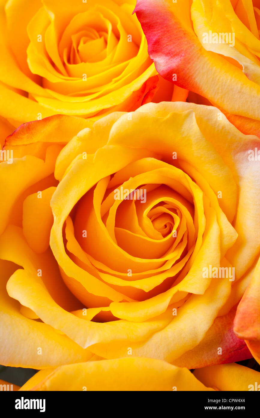 Yellow roses close up Stock Photo - Alamy
