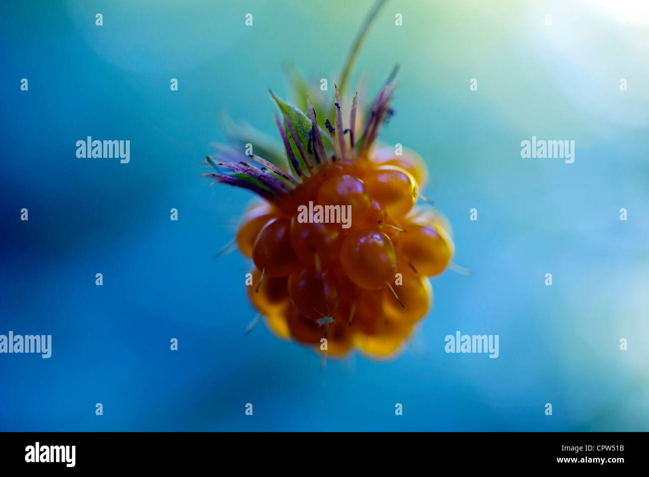 Raspberry british columbia hi-res stock photography and images - Alamy