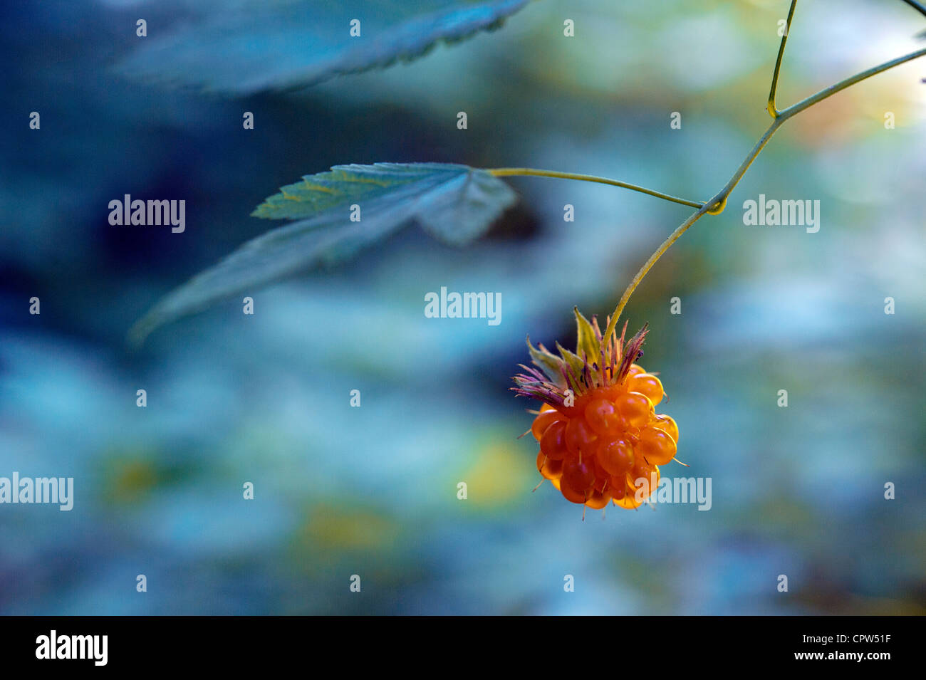 British columbia wild berry hi-res stock photography and images - Alamy