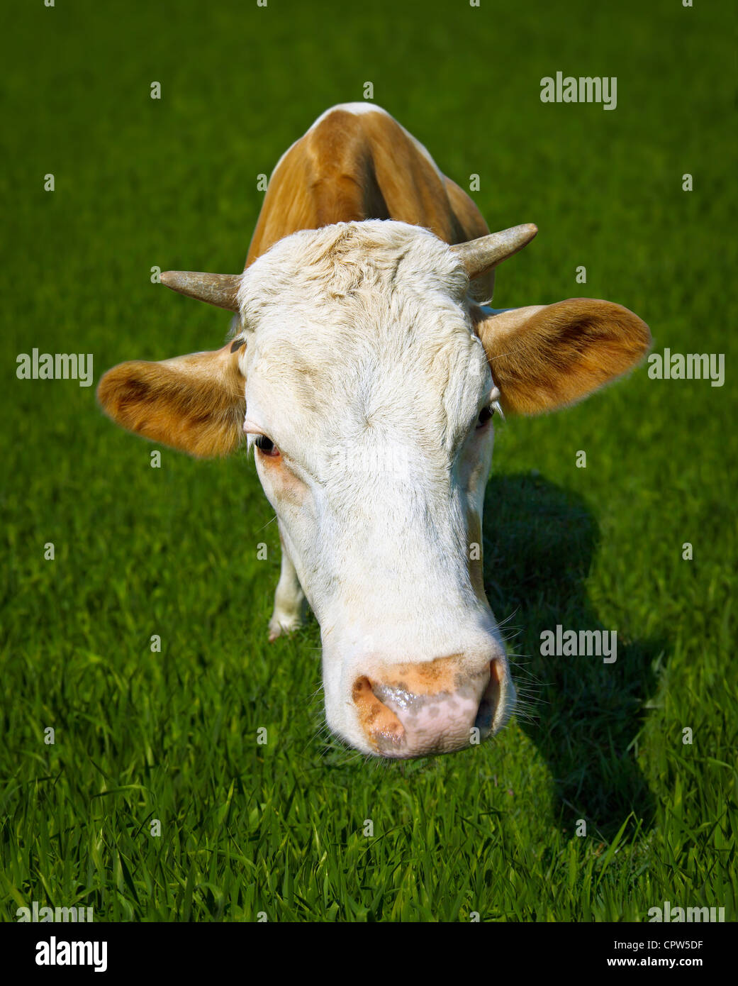 Cow up close hi-res stock photography and images - Alamy